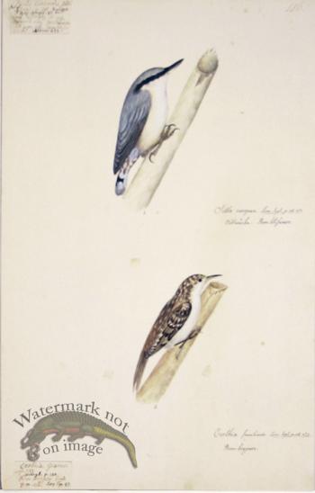 116 Swedish Birds . Certhia Familiaris . Treecreeper